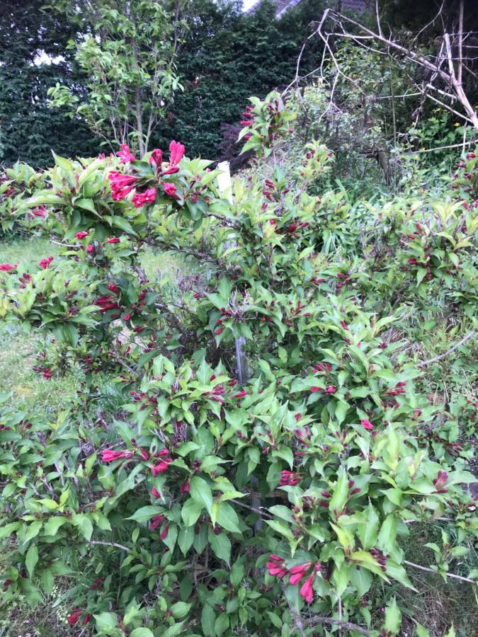 Appart Les Cerises Entre Strasbourg Et Haguenau Bischwiller Esterno foto