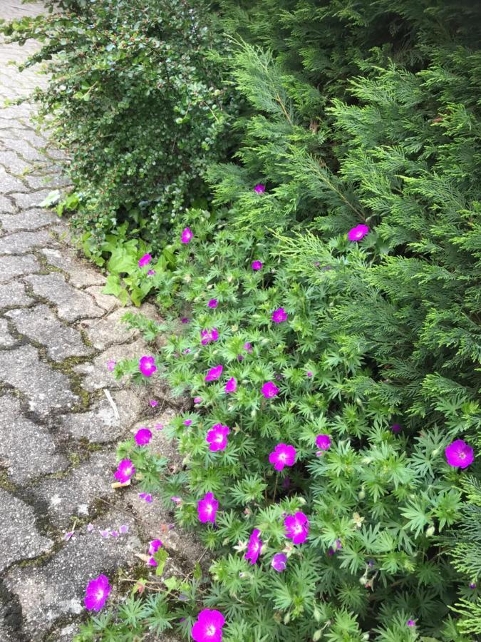 Appart Les Cerises Entre Strasbourg Et Haguenau Bischwiller Esterno foto